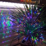 Гирлянда Neon-night 'Кластер LED' 3 м, темно-зеленый ПВХ IP20, 288 диодов, цвет мультиколор, фото3