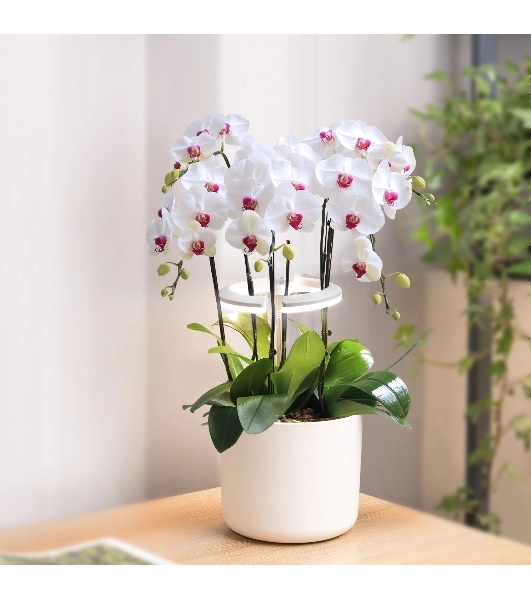 Светильник фито Cactus GARDEN светод. 7.5Вт цв.св.:белый (CS-LED-ORCHID)